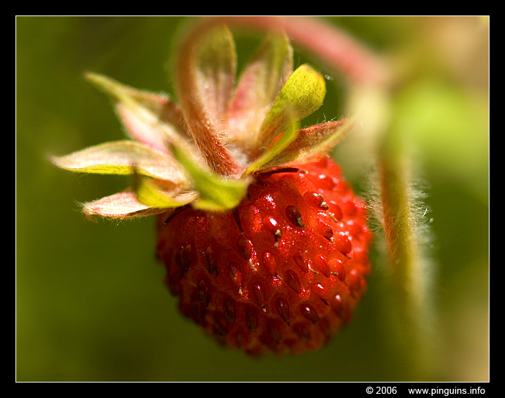 wilde aardbei of bosaardbei  ( Fragaria vesca )  woodland or wild strawberry
Avainsanat: wilde aardbei bosaardbei Fragaria vesca woodland wild strawberry