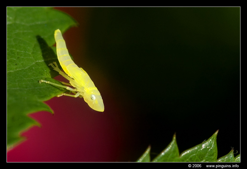 Homoptera   cicade
Trefwoorden: Homoptera cicade