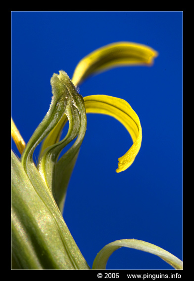 paardebloem  ( Taraxacum officinalis )  dandelion
Trefwoorden: Taraxacum officinalis paardebloem dandelion