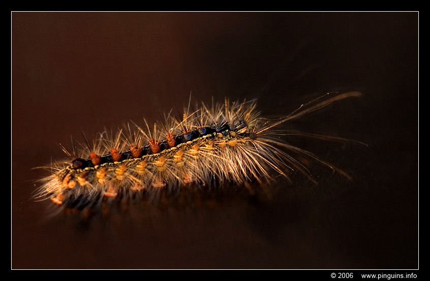 rups van plakker ( Lymantria dispar ) caterpillar
Keywords: caterpillar  rups plakker Lymantria dispar