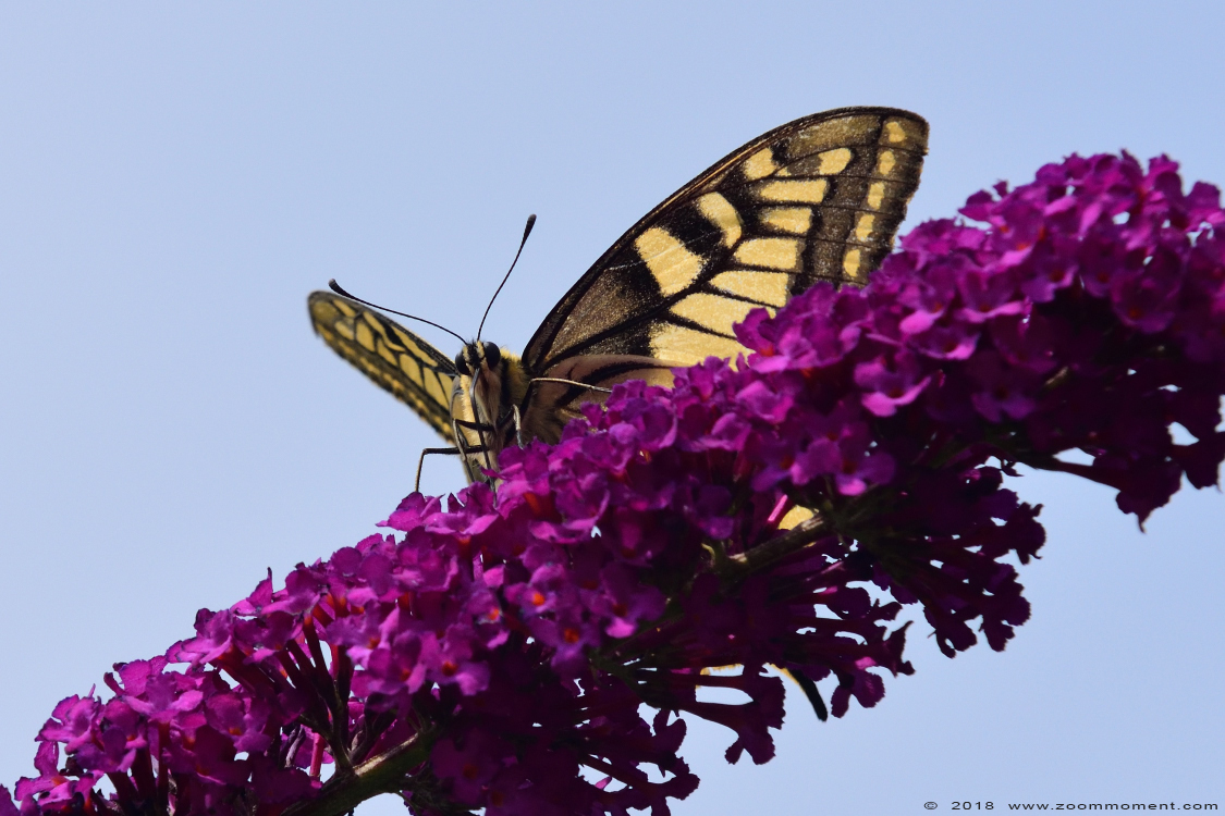 koniginnenpage ( Papilio machaon ) swallowtail 
Trefwoorden: Tuin Beerse koniginnenpage  Papilio machaon  swallowtail 
