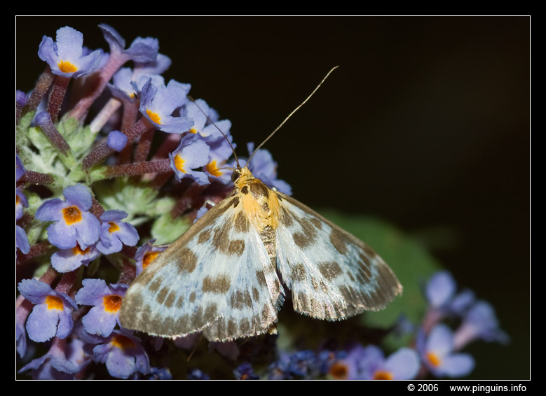 brandnetelmot  ( Eurrhypara hortulata )  small magpie
Trefwoorden: vlinder butterfly Eurrhypara hortulata brandnetelmot small magpie