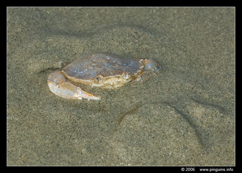 krab ( Koksijde Belgium)  crab
Trefwoorden: garnaalvissers Noordzee Northsea België Belgium Koksijde shrimpers krab crab