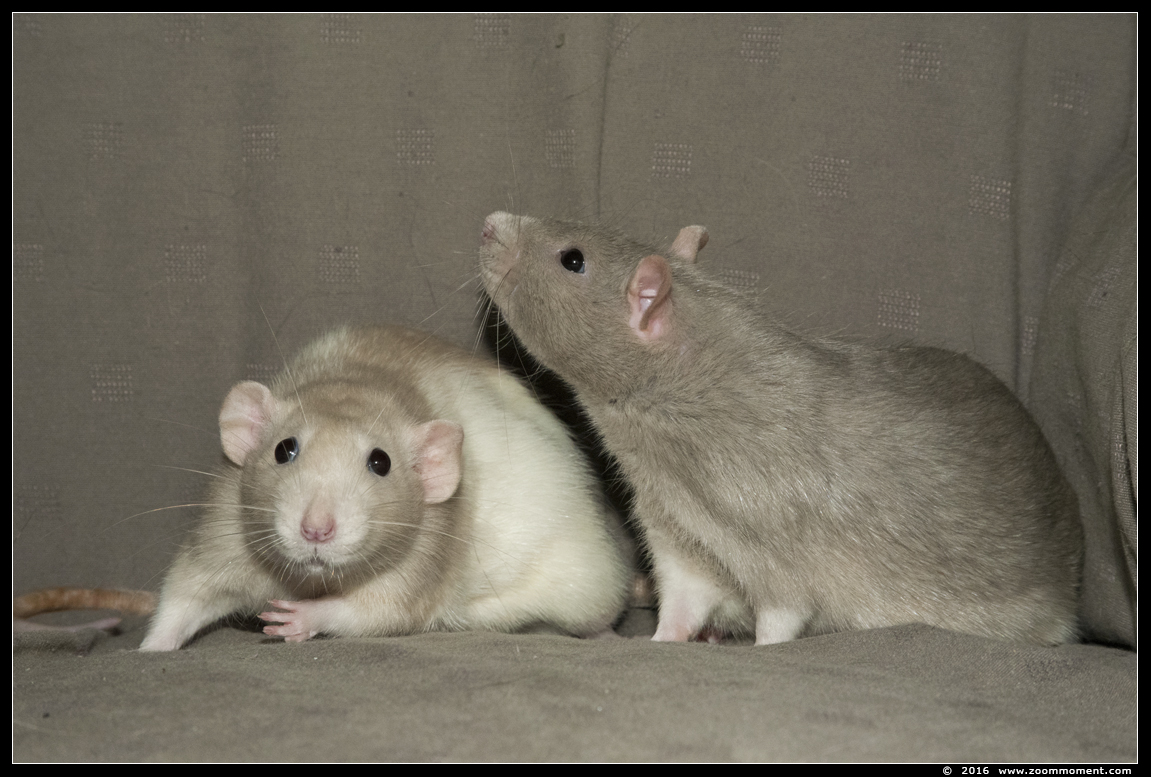 ratje Julie en Sam  ( Rattus norvegicus )
Trefwoorden: Rattus norvegicus rat Julie Sam