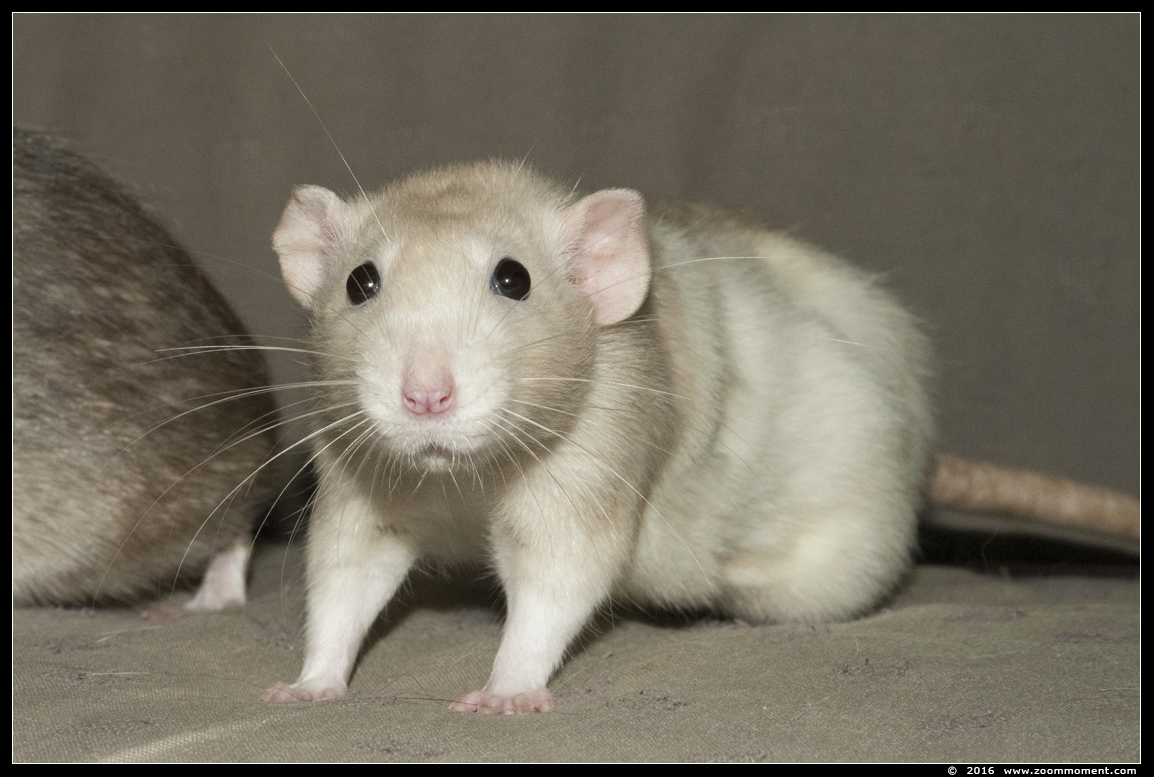 ratje Julie  ( Rattus norvegicus )
Trefwoorden: Rattus norvegicus rat Julie