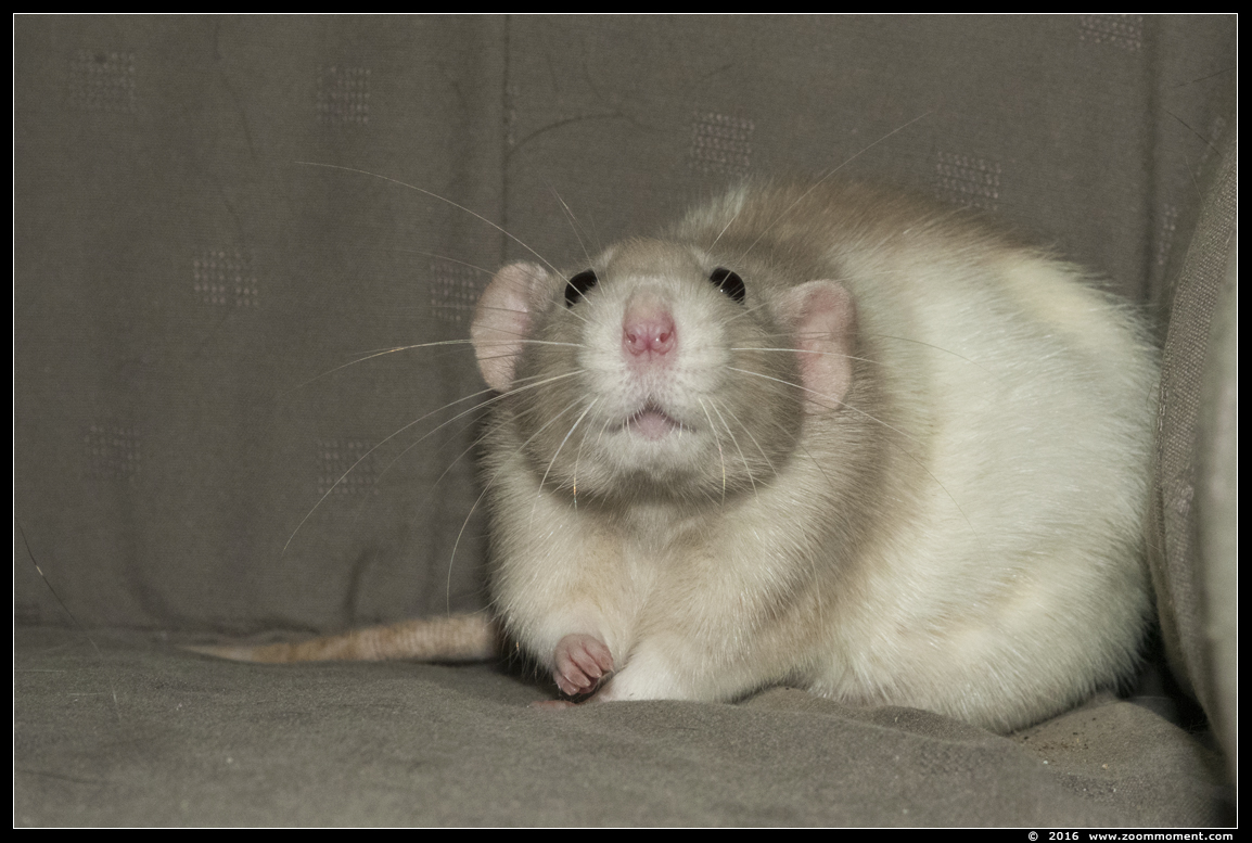 ratje Julie  ( Rattus norvegicus )
Trefwoorden: Rattus norvegicus rat Julie