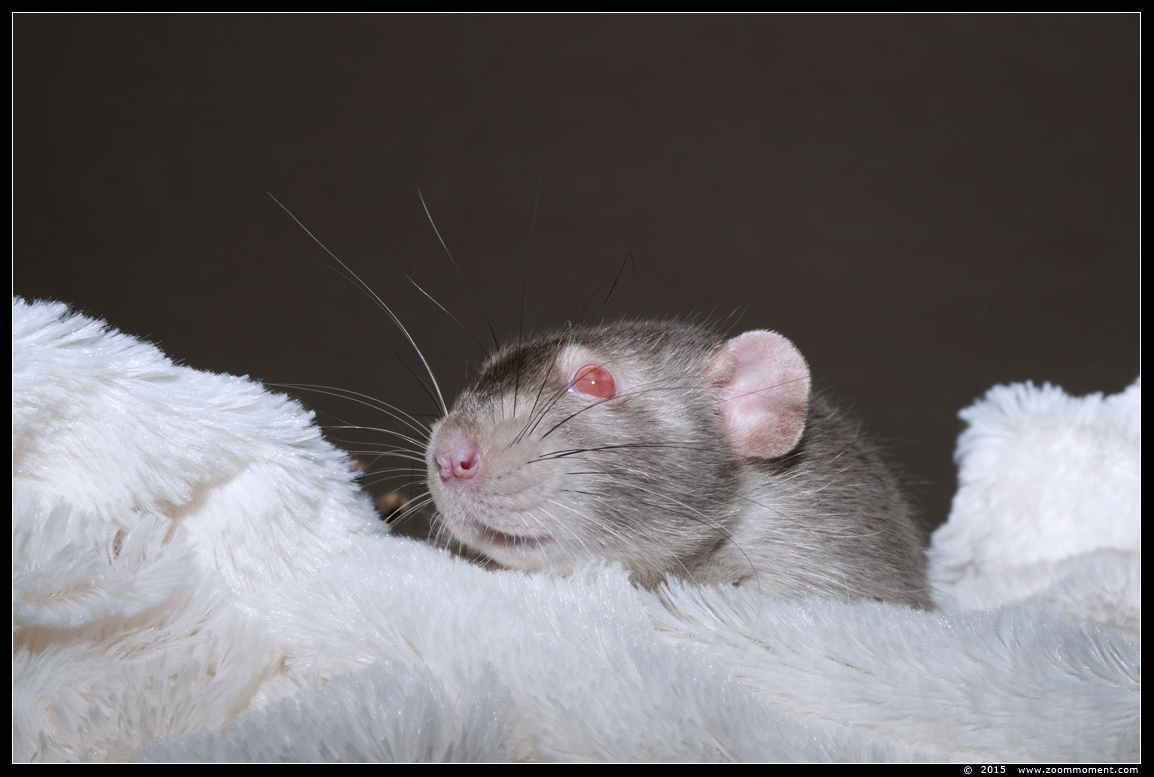 ratje Layla  ( Rattus norvegicus )
Trefwoorden: Rattus norvegicus rat Layla