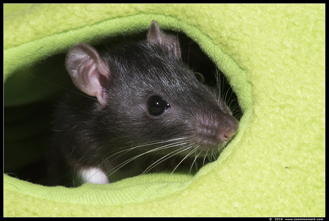 ratje Gylfie  ( Rattus norvegicus )
Trefwoorden: Rattus norvegicus rat Gylfie