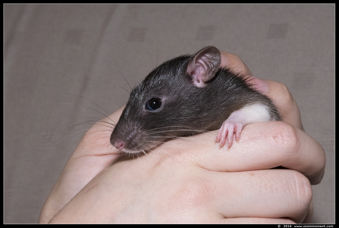 ratje Gylfie  ( Rattus norvegicus )
Trefwoorden: Rattus norvegicus rat Gylfie