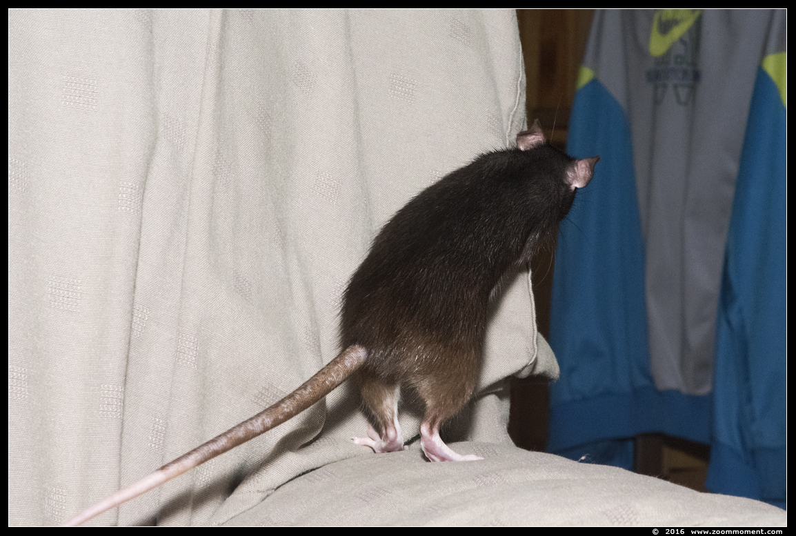 ratje Gylfie  ( Rattus norvegicus )
Paraules clau: Rattus norvegicus rat Gylfie