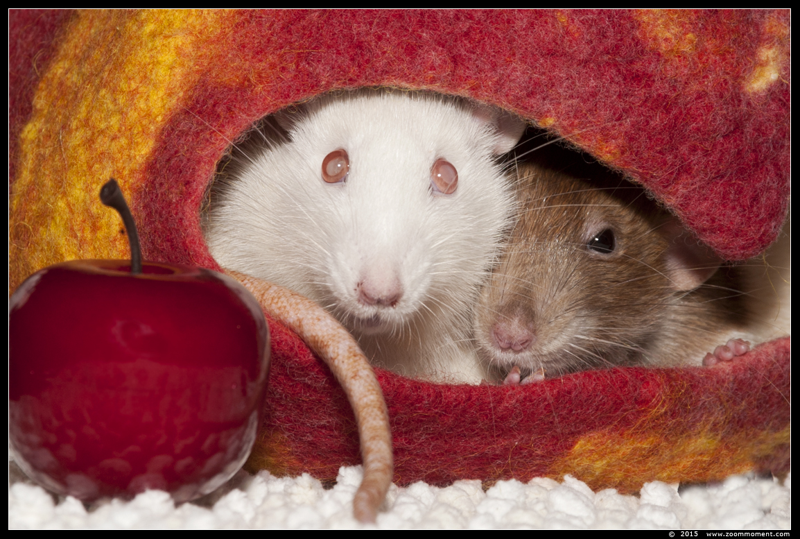 ratje Brownie en Crémeke ( Rattus norvegicus )
Trefwoorden: Rattus norvegicus rat  Crémeke Brownie