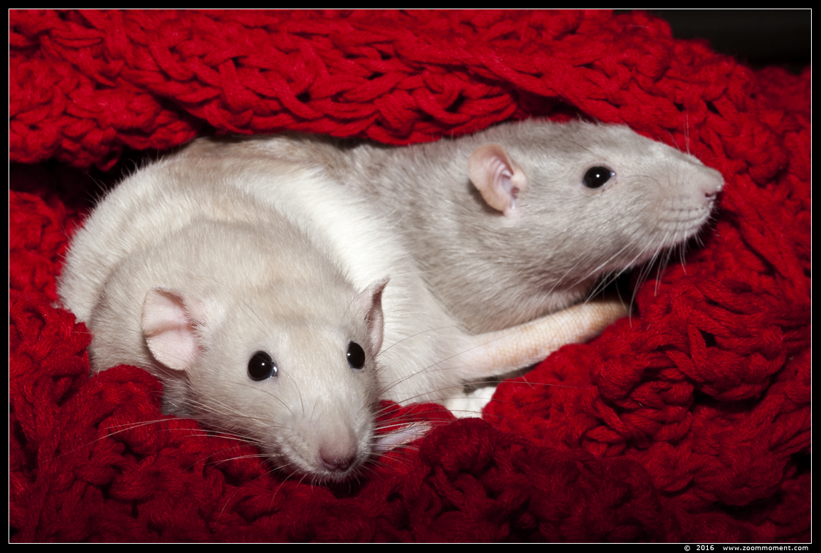 ratje Julie en Sammie ( Rattus norvegicus )
Trefwoorden: rat    Rattus norvegicus Julie Sammie