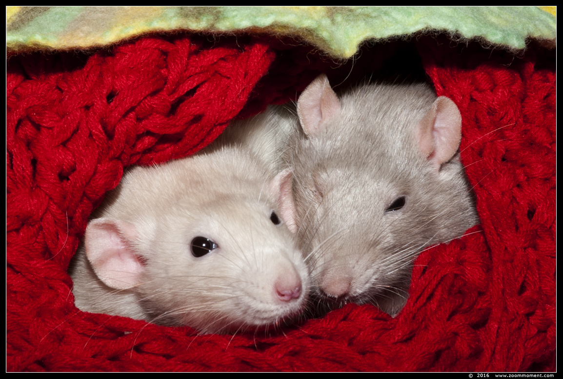 ratje Julie en Sammie ( Rattus norvegicus )
Trefwoorden: rat  Rattus norvegicus Julie Sammie