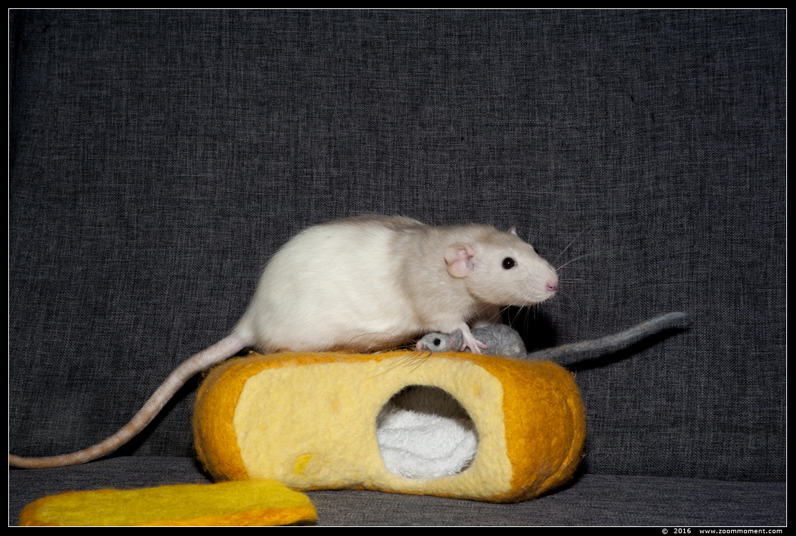 ratje Julie  ( Rattus norvegicus )
Trefwoorden: rat  Rattus norvegicus Julie