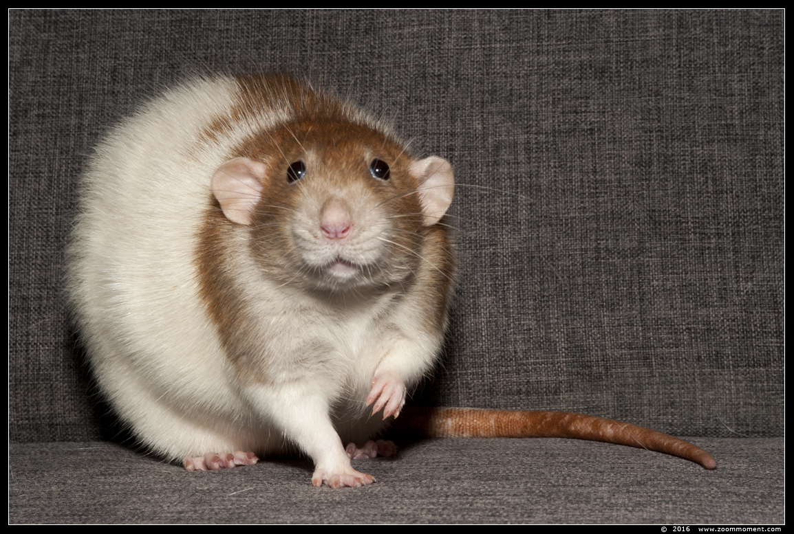 ratje Sisu ( Rattus norvegicus )
Trefwoorden: Rattus norvegicus rat Sisu