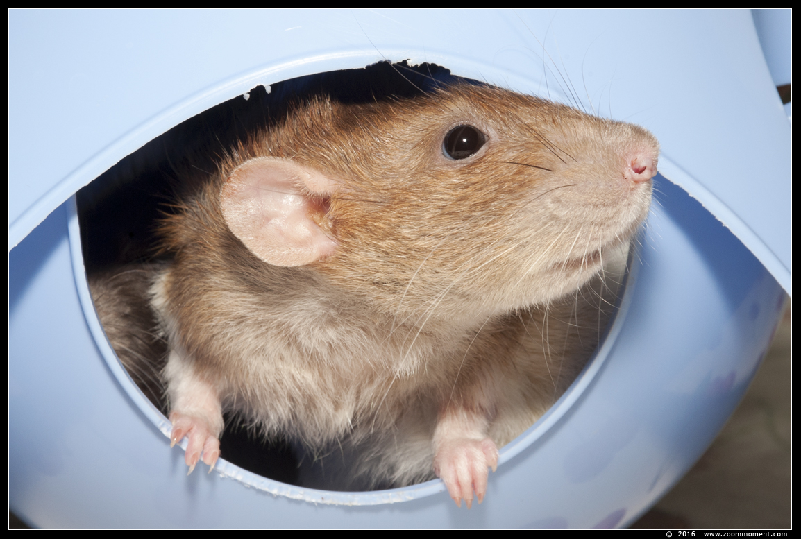 ratje Brownie ( Rattus norvegicus )
Trefwoorden: Rattus norvegicus rat  Brownie