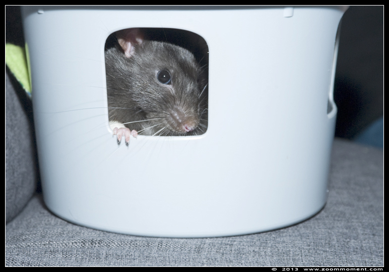 ratje Barney  ( Rattus norvegicus )
Trefwoorden: Rattus norvegicus rat  Barney