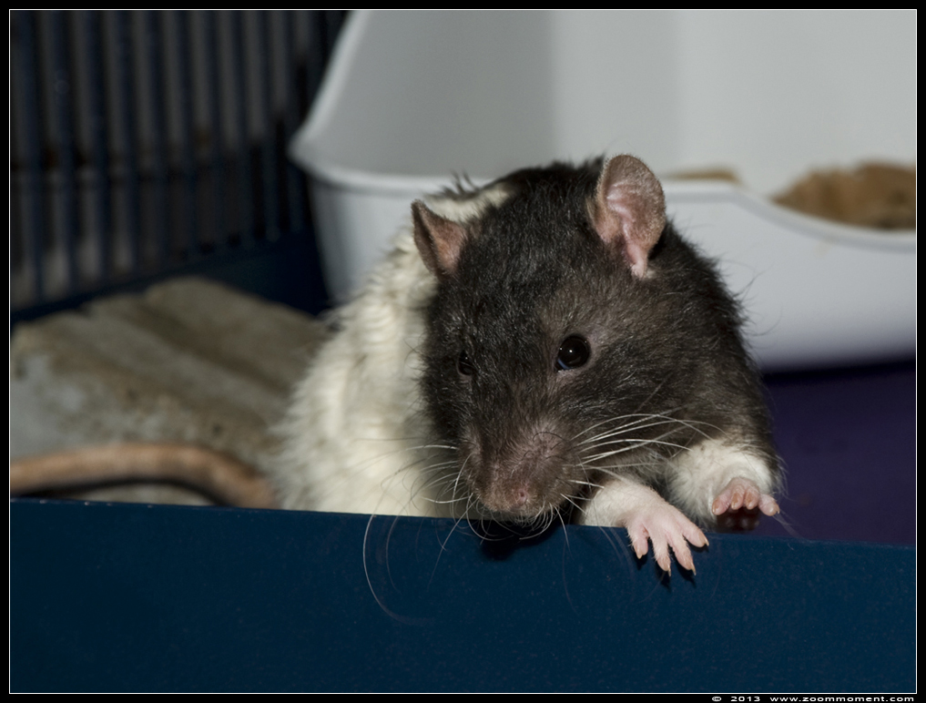 ratje Mist  ( Rattus norvegicus )
Trefwoorden: Rattus norvegicus rat Mist