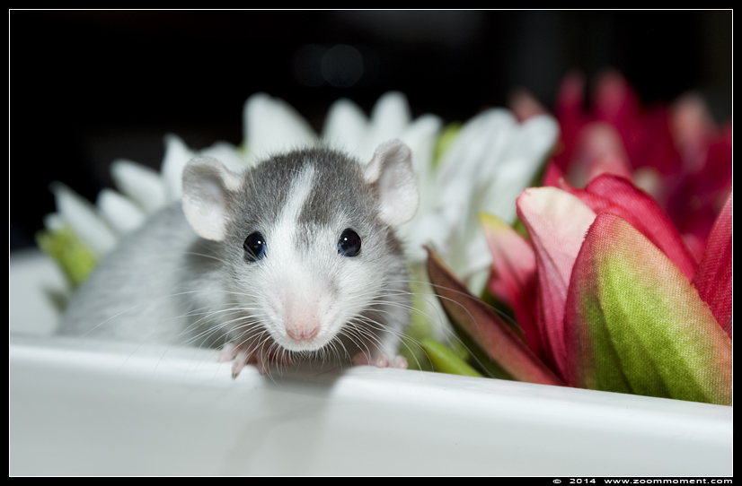 ratje Lily  ( Rattus norvegicus )
Trefwoorden: Rattus norvegicus rat  Lily