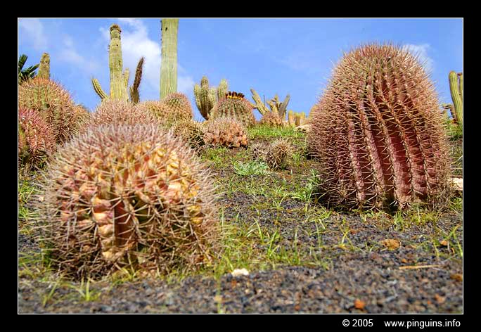 cactus   cactee
Trefwoorden: Parque exotico Tenerife Cactus cactee