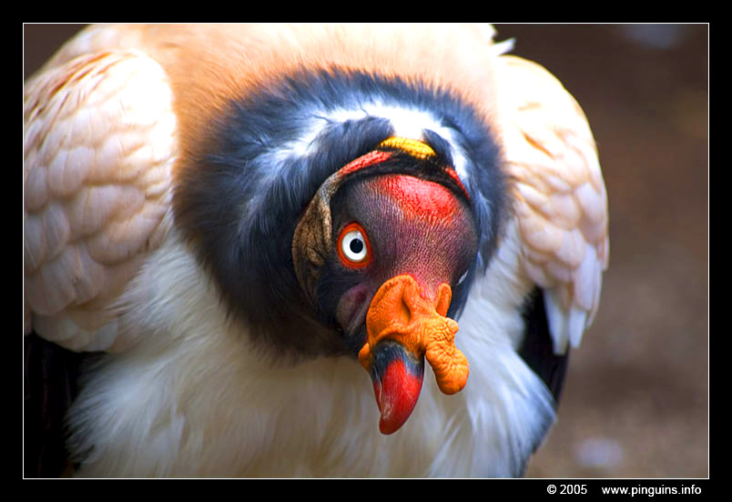 koningsgier ( Sarcocamphus papa ) king vulture
Ključne reči: Las Aguilas Tenerife Sarcocamphus papa koningsgier king vulture vogel bird gier