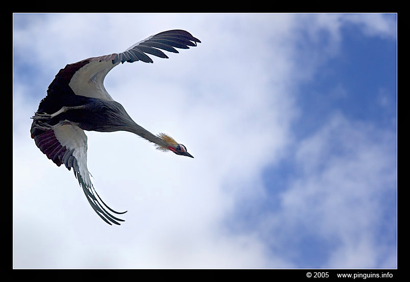 kroonkraanvogel  ( Balearica regulorum )  black-crowned crane
Keywords: Las Aguilas Tenerife Balearica regulorum kroonkraanvogel black-crowned crane  vogel bird kraanvogel