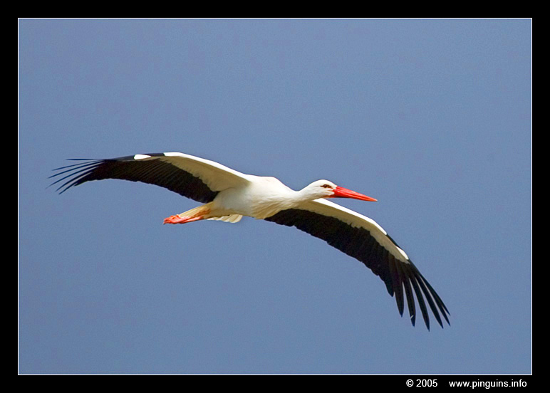 ooievaar  ( Ciconia ciconia )  stork
Keywords: Las Aguilas Tenerife Ciconia ciconia ooievaar stork