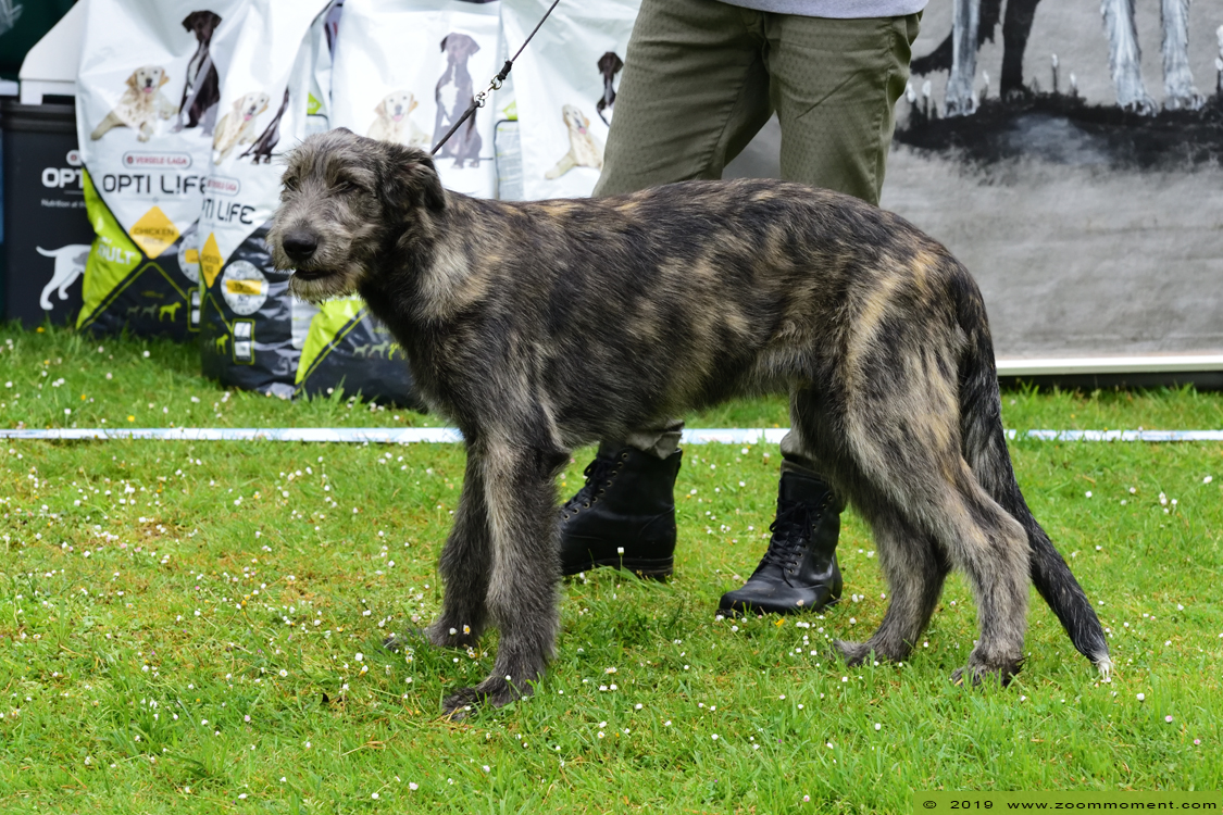 Ierse wolfshond Irish wolfhound Junior Veteranday IWCB
Junior & Veteranday May 30, 2019 Lokeren
Paraules clau: Ierse wolfshond Irish wolfhound Junior Veteranday IWCB