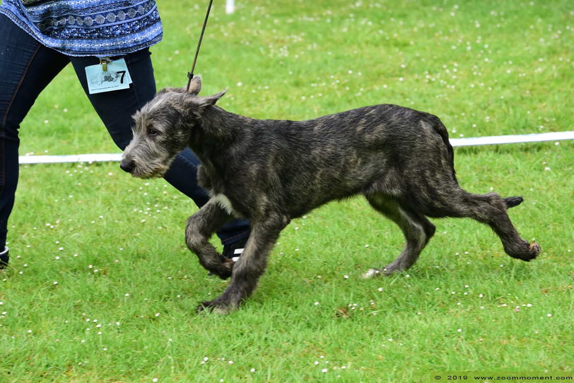 Ierse wolfshond Irish wolfhound Junior Veteranday IWCB
Junior & Veteranday May 30, 2019 Lokeren
Keywords: Ierse wolfshond Irish wolfhound Junior Veteranday IWCB