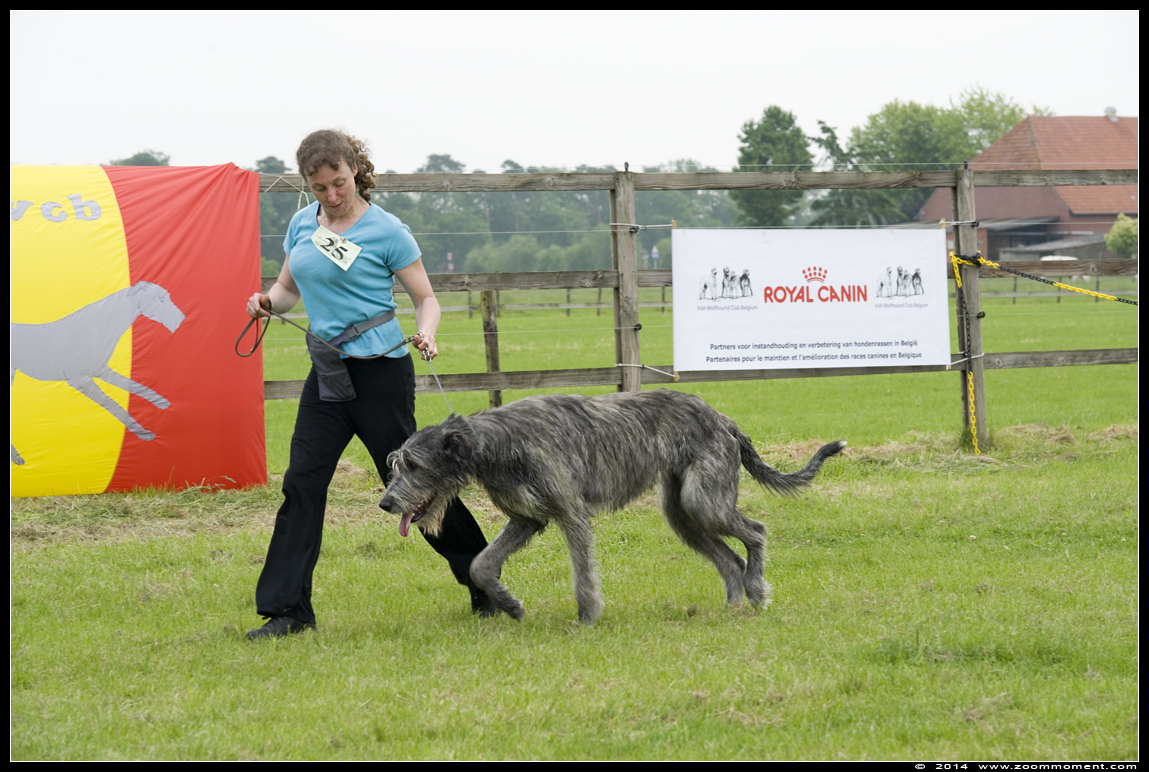 Ierse wolfshond  - Irish wolfhound
Junior & Veteranday     May 29, 2014       Retie
キーワード: Ierse wolfshond Irish wolfhound  Retie