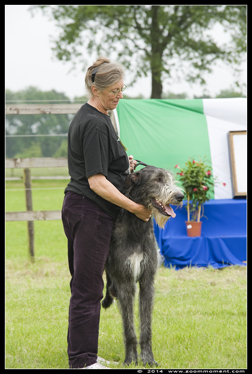 Ierse wolfshond  - Irish wolfhound
Junior & Veteranday     May 29, 2014       Retie
Keywords: Ierse wolfshond Irish wolfhound  Retie