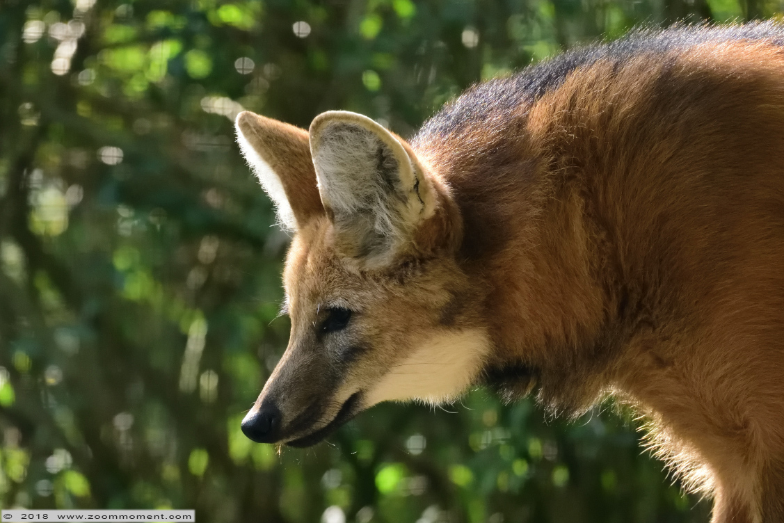manenwolf ( Chrysocyon brachyurus ) maned wolf
Trefwoorden: Aachen Aken zoo manenwolf Chrysocyon brachyurus maned wolf