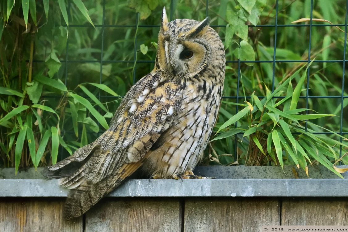 Ransuil ( Asio otus ) long-eared owl
Trefwoorden: Aachen Aken zoo Ransuil Asio otus long-eared owl