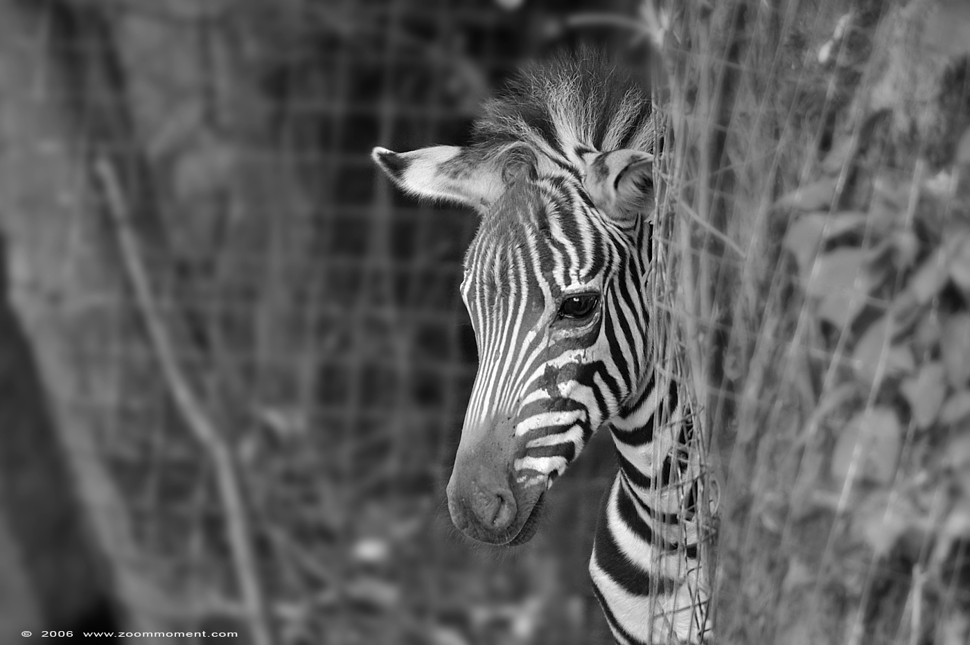 Grant or Böhm zebra  ( Equus quagga boehmi )
Trefwoorden: Aachen Aken zoo Grant&#039;s zebra Equus quagga boehmi Grant zebra Böhm