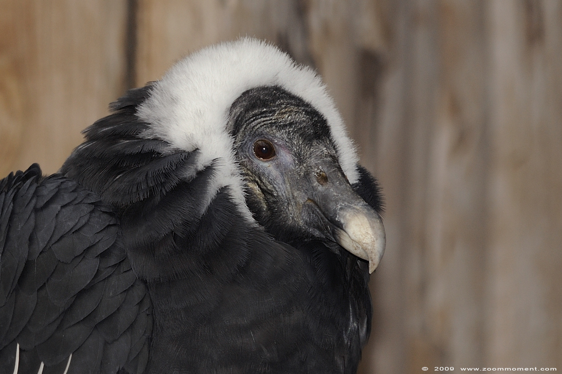 Andescondor  ( Vultur gryphus )  Andean condor
Nøgleord: Adlerwarte Detmold Germany vogel bird Vultur gryphus Andean condor Andescondor