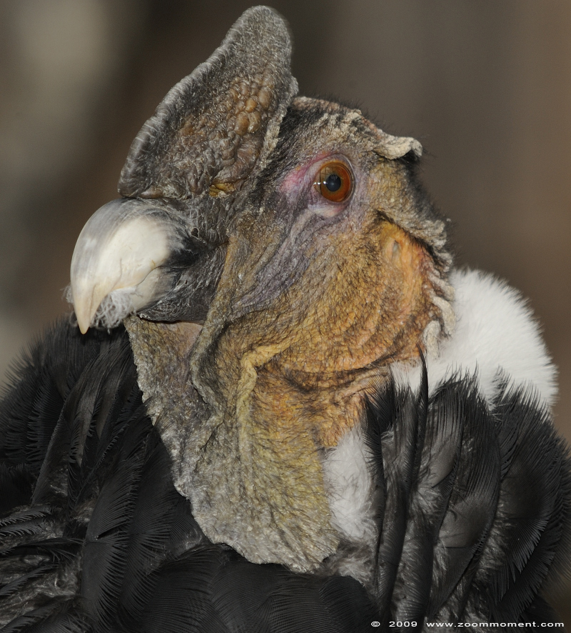 Andescondor  ( Vultur gryphus )  Andean condor
Słowa kluczowe: Adlerwarte Detmold Germany vogel bird Vultur gryphus Andean condor Andescondor