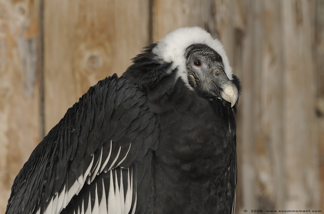 Andescondor  ( Vultur gryphus )  Andean condor
关键词: Adlerwarte Detmold Germany vogel bird Vultur gryphus Andean condor Andescondor