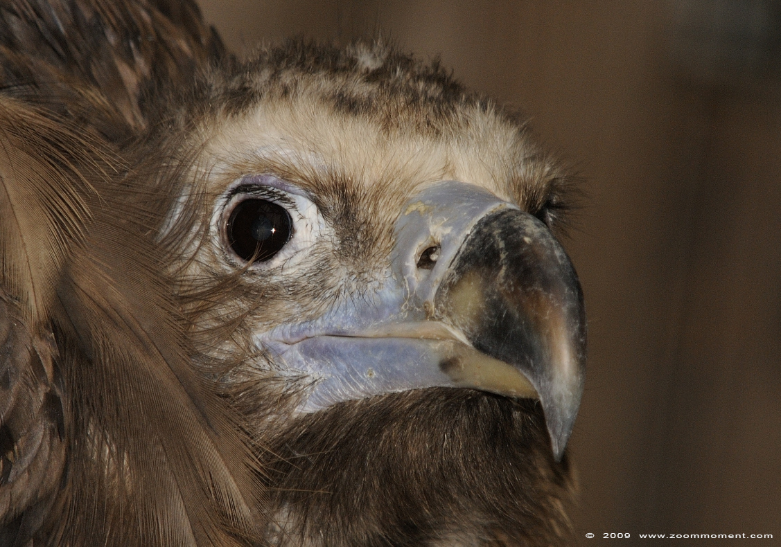 monniksgier ( Aegypius monachus ) black vulture
Nyckelord: Adlerwarte Detmold Germany vogel bird gier vulture monniksgier Aegypius monachus black vulture