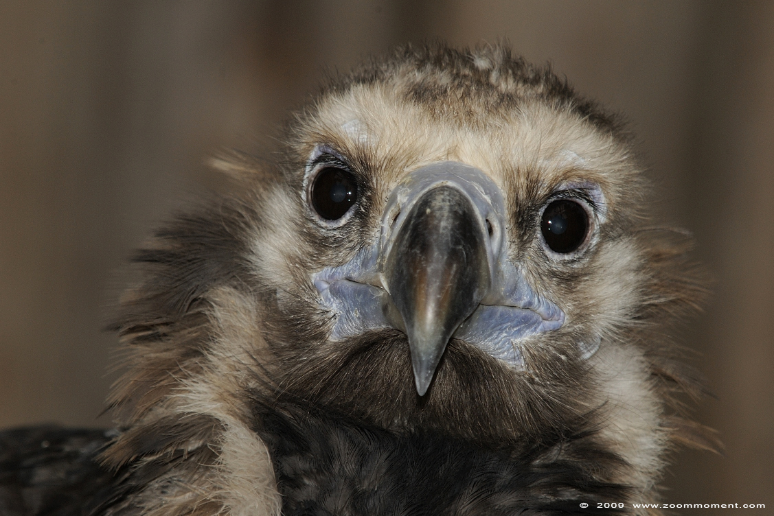monniksgier ( Aegypius monachus ) black vulture
Kľúčové slová: Adlerwarte Detmold Germany vogel bird gier vulture monniksgier Aegypius monachus black vulture