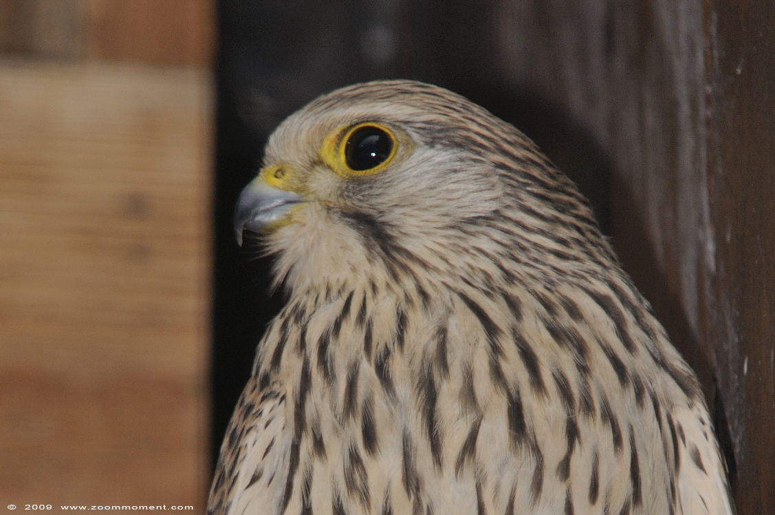 torenvalk  ( Falco tinnunculus )  common kestrel
Trefwoorden: Adlerwarte Detmold Germany vogel bird torenvalk Falco tinnunculus kestrel