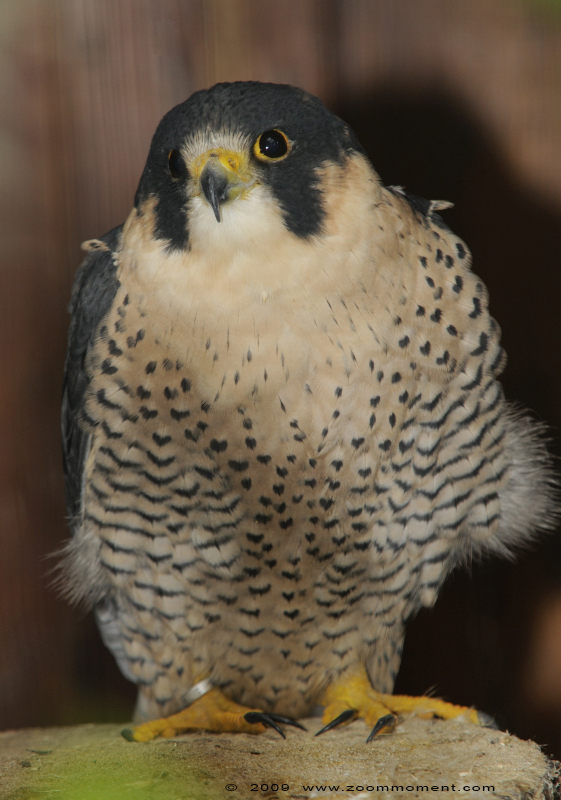 slechtvalk  (  Falco peregrinus )  peregrine falcon
Trefwoorden: Adlerwarte Detmold Germany vogel bird Falco peregrinus slechtvalk