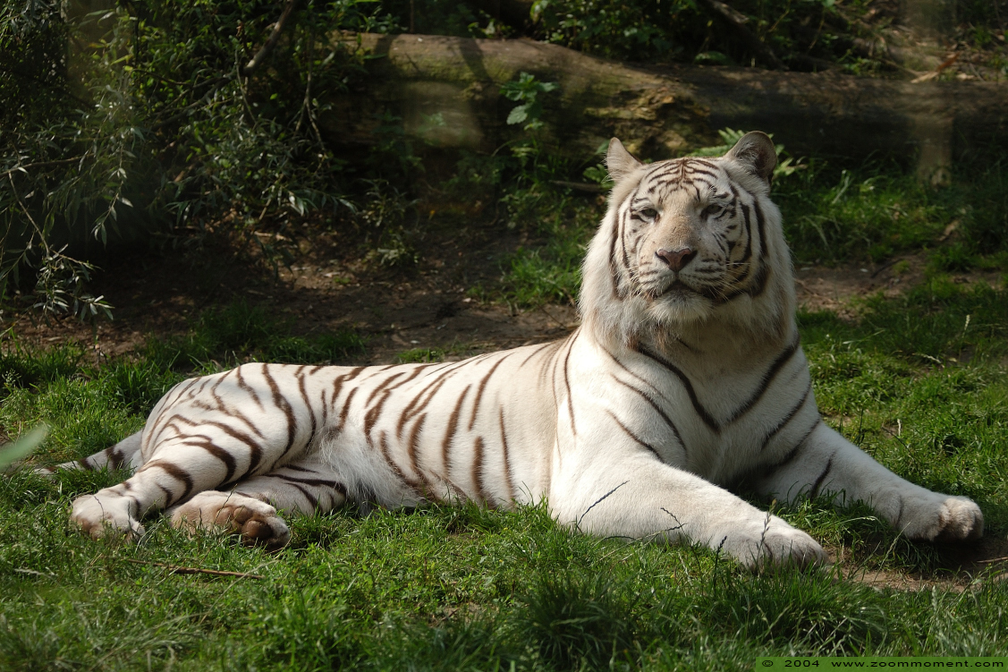 bengaalse witte tijger  ( Panthera tigris tigris )  Bengal white tiger
Trefwoorden: Dierenpark Amersfoort Panthera tigris tigris Bengal white tiger bengaalse witte tijger