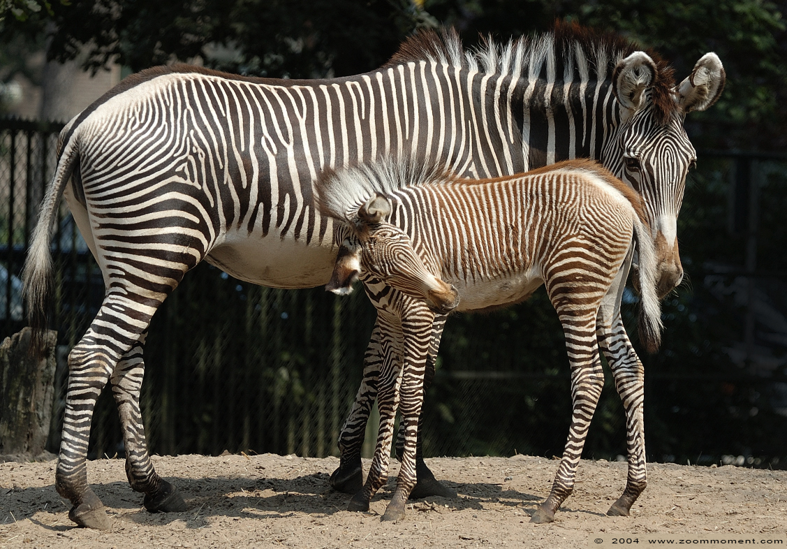 grevy zebra ( Equus grevyi ) zebra 
Trefwoorden: Dierenpark Amersfoort grevy zebra  Equus grevyi  zebra 