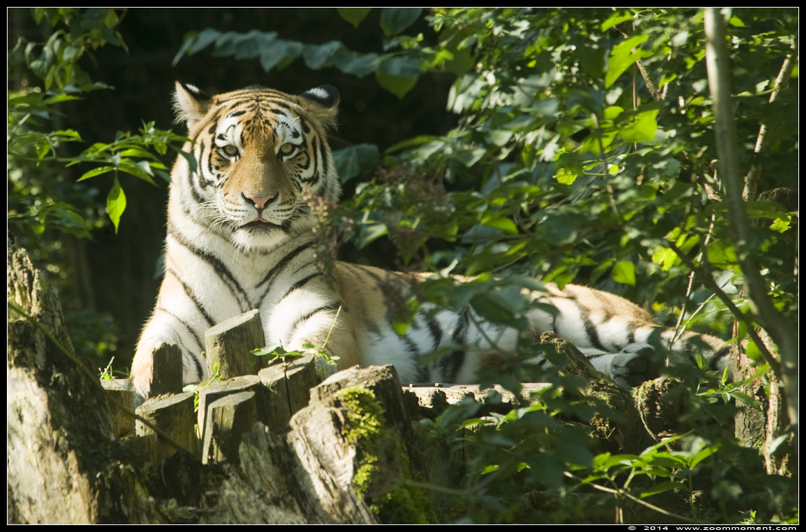 Siberische of amoer tijger ( Panthera tigris altaica )   Siberian tiger 
Trefwoorden: Dierenpark Amersfoort Panthera tigris altaica Siberische tijger welp Siberian tiger cub