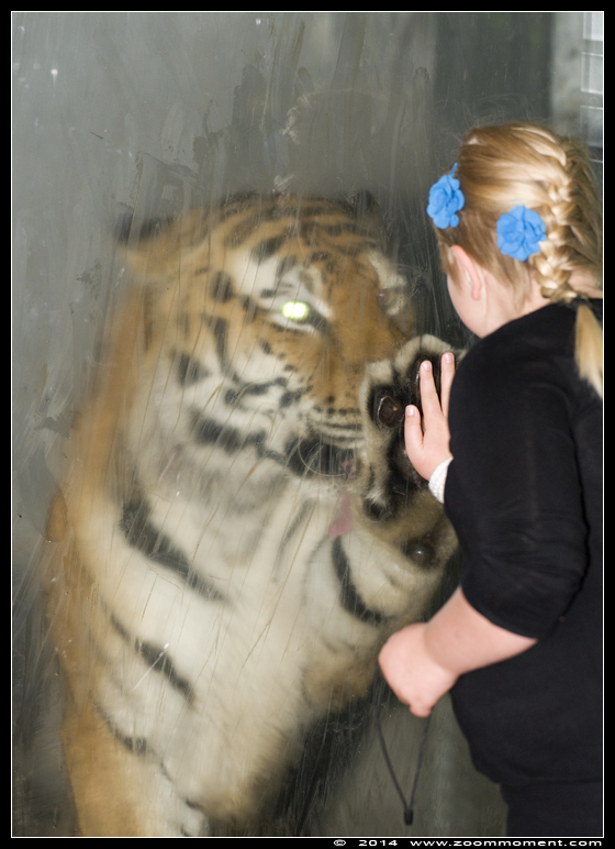 Siberische of amoer tijger ( Panthera tigris altaica )   Siberian tiger 
Keywords: Dierenpark Amersfoort Panthera tigris altaica Siberische tijger welp Siberian tiger cub