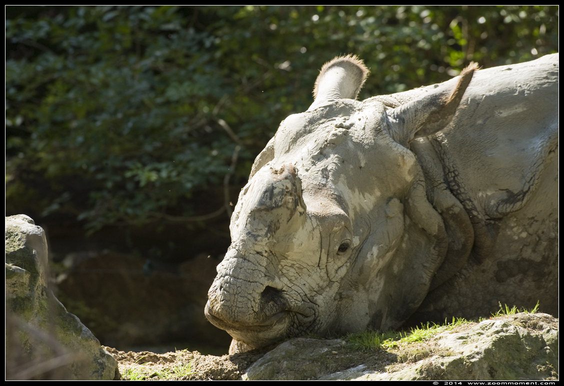 Indische neushoorn ( Rhinoceros unicornis ) Indian rhinoceros
Trefwoorden: Dierenpark Amersfoort Indische neushoorn Rhinoceros unicornis  Indian rhinoceros