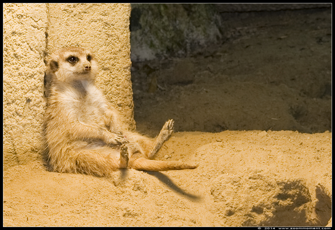 aardmannetje of stokstaartje ( Suricata suricatta ) slender-tailed meerkat
Keywords: Dierenpark Amersfoort aardmannetje stokstaartje Suricata suricatta slender-tailed meerkat