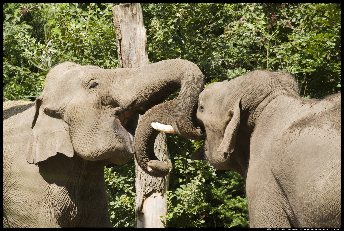 Aziatische olifant ( Elephas maximus ) Asian elephant
Klíčová slova: Dierenpark Amersfoort Aziatische olifant Elephas maximus  Asian elephant