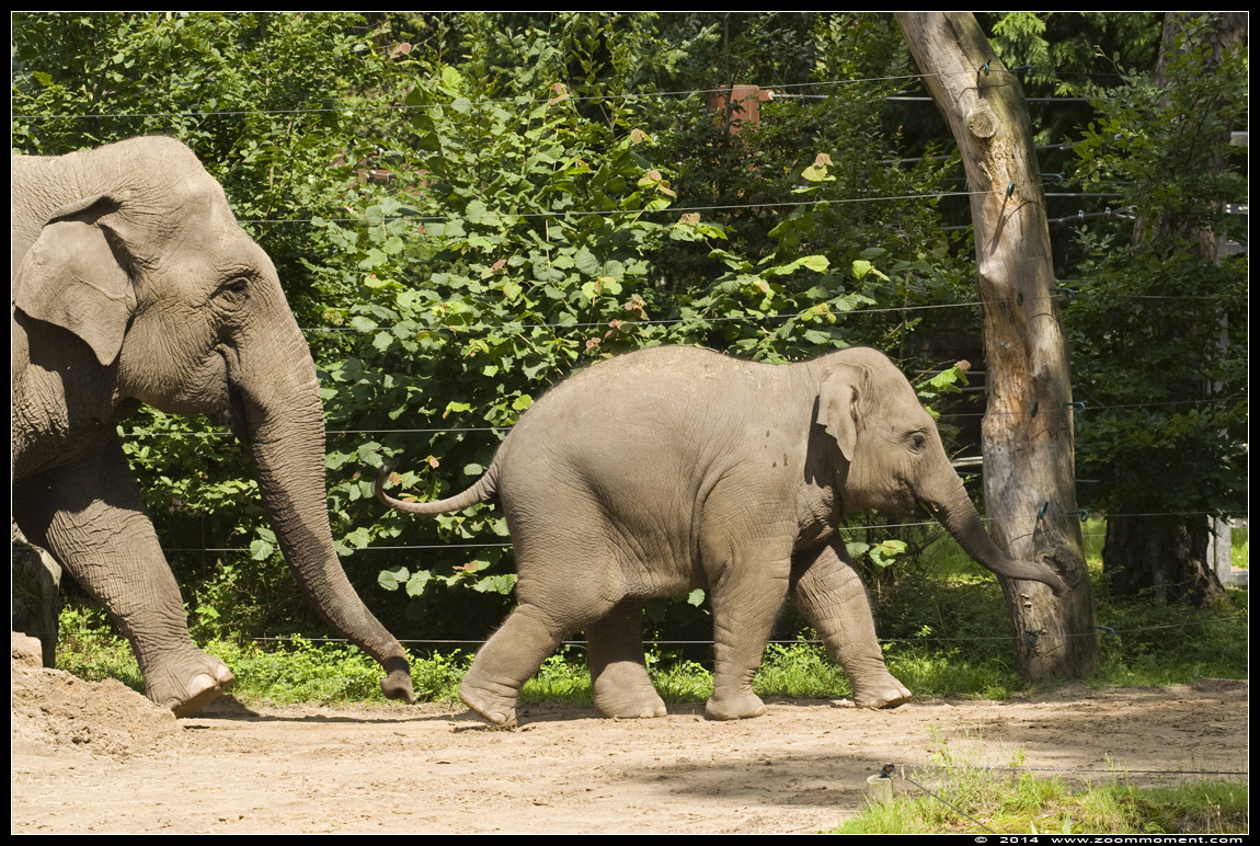 Aziatische olifant ( Elephas maximus ) Asian elephant
Keywords: Dierenpark Amersfoort Aziatische olifant Elephas maximus  Asian elephant