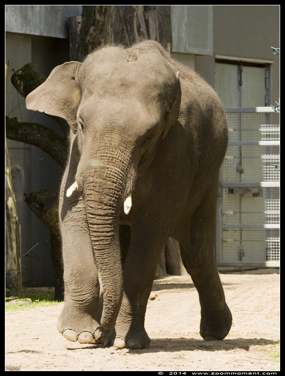 Aziatische olifant ( Elephas maximus ) Asian elephant
Ključne reči: Dierenpark Amersfoort Aziatische olifant Elephas maximus  Asian elephant
